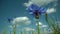 Violet and pink flowers field blooming in field. Close-up beautiful and fresh purple flowers in natural light. Blue sky