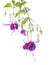 Violet and pink fuchsia flower with bud isolated