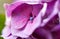 Violet pink hydrangea flowers