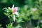 Violet pink magnolia flowers. Amazing pink magnolia background. Beautiful blossomed magnolia branch in spring garden.