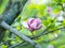 Violet pink magnolia flowers. Amazing pink magnolia background. Beautiful blossomed magnolia branch in spring garden.