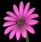 Violet Pink Osteospermum Flower Isolated on Black