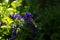 Violet Plants in a Garden