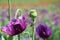 Violet Poppy Bud Papaver Somniferum L Bud Portrait