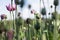 Violet poppy field close up background