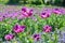 Violet Poppy Field Papaver Somniferum L Portrait