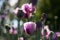 Violet poppy field in sunshine close up background