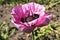 Violet poppy in the garden.