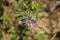 Violet prairie aster - Aster amellus