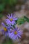 Violet prairie aster - Aster amellus