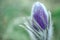 Violet prairie crocus spring flower on blurry green grass backgroound