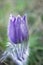 Violet prairie crocus spring flower on blurry green grass background