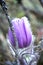 Violet prairie crocus spring flower hiding behind a dry stick on blurry forest background