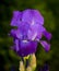 Violet Purple Bearded Iris Bloom