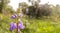 Violet purple blooming flower plant in green field close up macro