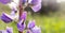 Violet purple blooming flower plant in green field close up macro