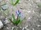 Violet or purple and blue flower with green leafes on the brown ground at spring outdoor in the street