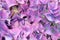 Violet, purple, blue, pink colors blossom and green leaves of Hydrangea, colorful flower. Huge inflorescences of  large hydrangea