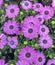 Violet purple Cape Marguerite Daisy flowers in bloom