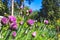 Violet-Purple Chive Flowers in the Grass