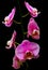 Violet purple colored dendrobium orchids 