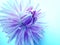 A violet purple Dahlia flower with artistic effect