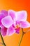 Violet purple doritaenopsis orchid against solid orange background