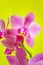 Violet purple doritaenopsis orchid against solid yellow background