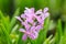 Violet-purple dotted orchid in the wild rainforest