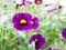 Violet-purple flower Calibrachoa petunia Million bells ,Trailing petunia ,Superbells ,seashore smaller flowers