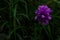 Violet purple fluffy lush flower, field plant growing among green grass in Siberian meadow. Summer