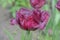 Violet purple fringed tulip