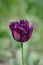 Violet purple fringed tulip Gorilla