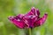 Violet purple fringed tulip Gorilla