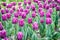 Violet purple petals. Adorable tulips. Tulips farm. Tulips field. Happy mothers day. Womens day concept. Spring season