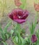 Violet purple tulip Black Jewel with crystalline fringed edges Black Jewel