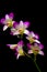 Violet purple white colored dendrobium orchids