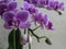 Violet Queen Orchid - flowers and bud close up