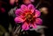 Violet red dahlia blossom with a wasp in bright sunshine on natural blurred background