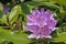Violet rhododendron