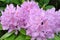 Violet rhododendron flowers