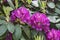 Violet rhododendron flowers