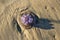 Violet Rhopilema nomadica jellyfish on the coastal sand. Mediterranean Sea