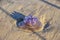 Violet Rhopilema nomadica jellyfish on the coastal sand. Mediterranean Sea