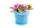 Violet. Room flower in blue flowerpot