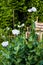 A violet and rose poppy flower in a natural garden