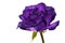 Violet rose on white