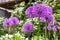 Violet round allium flowers on a garden background.
