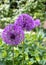 Violet round allium flowers. Home garden background