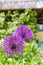 Violet round allium flowers, home garden background